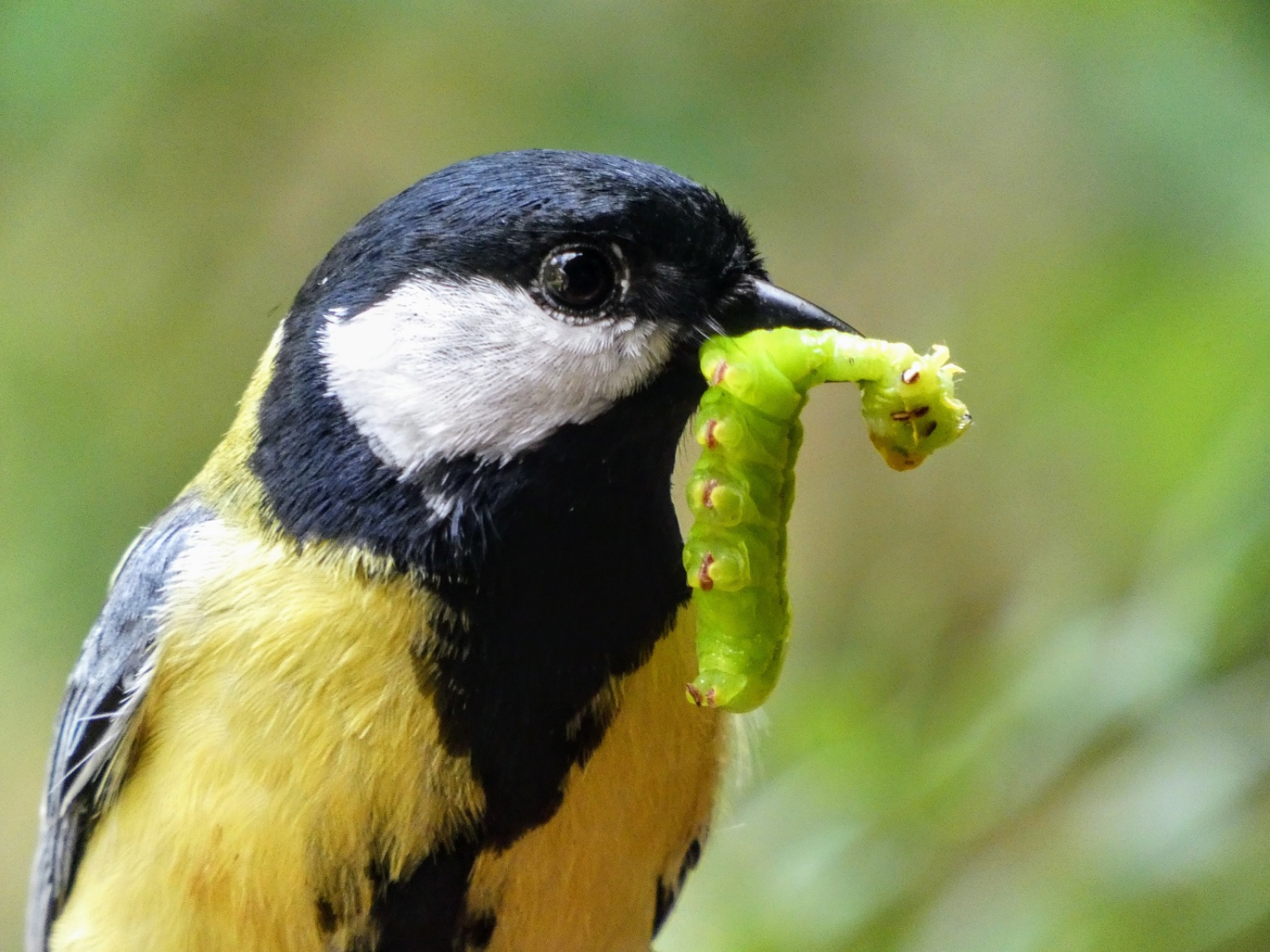 koolmeesje-met-rupsje-voor-de-jonkies_6281ee774e816_large-3092161510