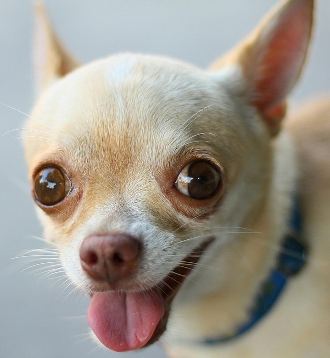Apple-Head-Chihuahua~2