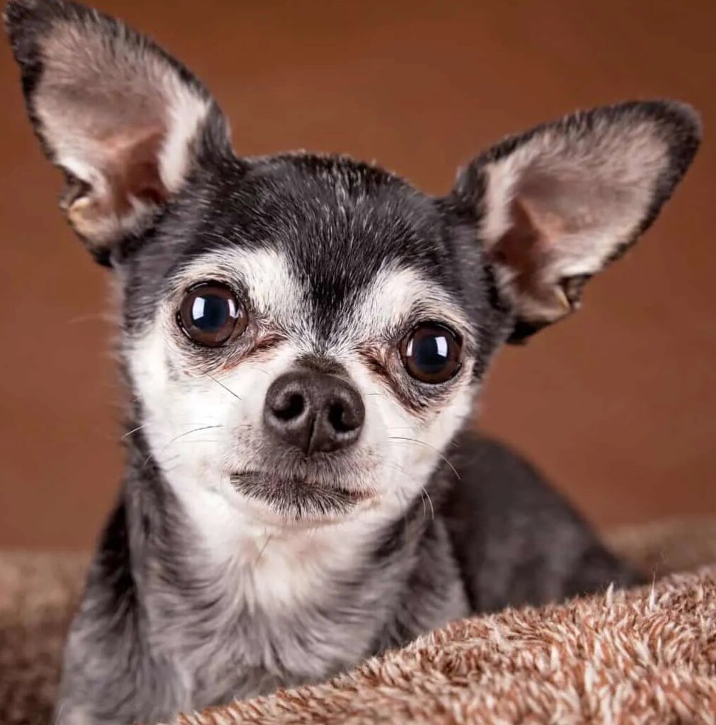 short-coated-apple-head-chihuahua.jpg~2